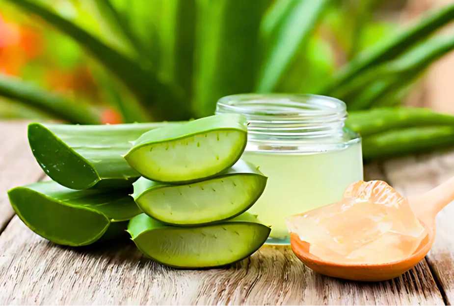 aloe-vera-exporters.png