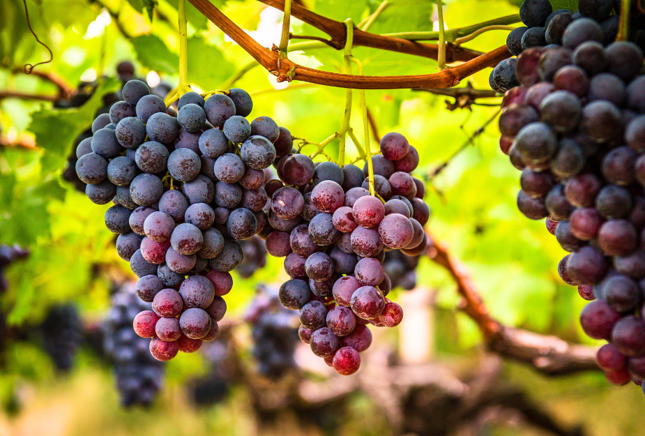 grapes-exporters.png