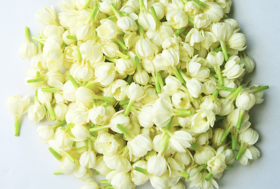 jasmine-exporters.png
