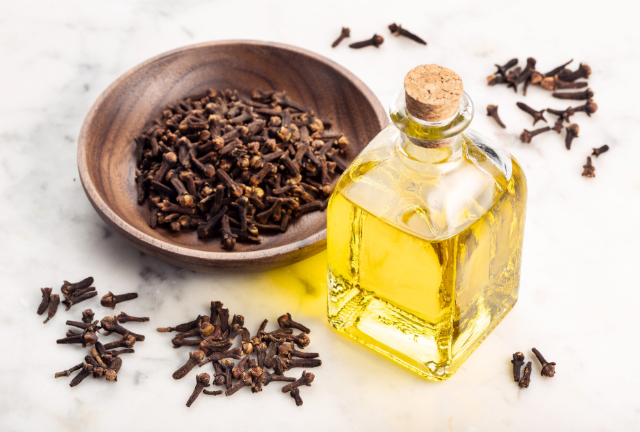 oil-clove-exporters.png